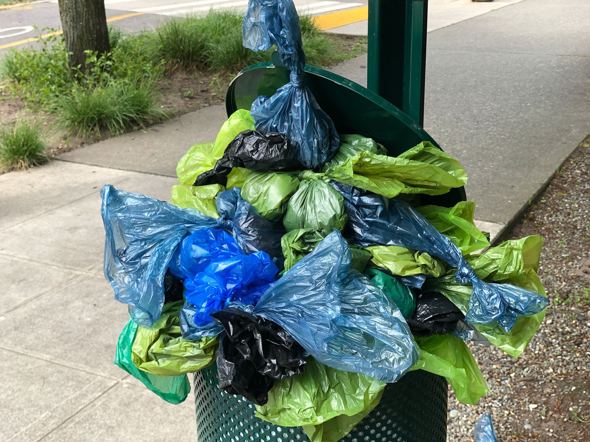 Overflowing Dog Waste