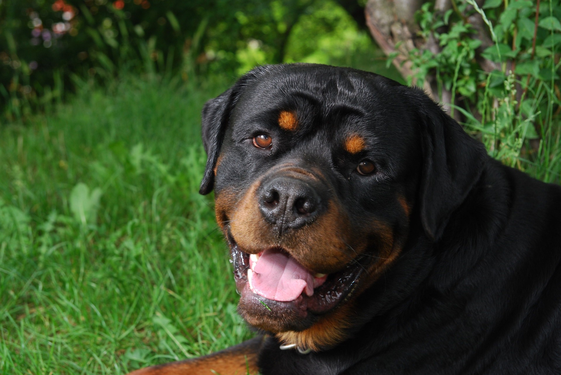 Rottweiler portrait