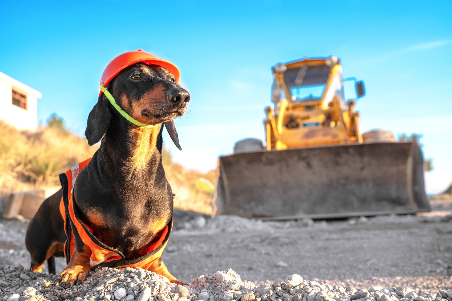 Dachshund in builder costume with safety helmet and vest with reflective elements sits at construction site and directs work process, the bulldozer on blurred background. Dog represents professions