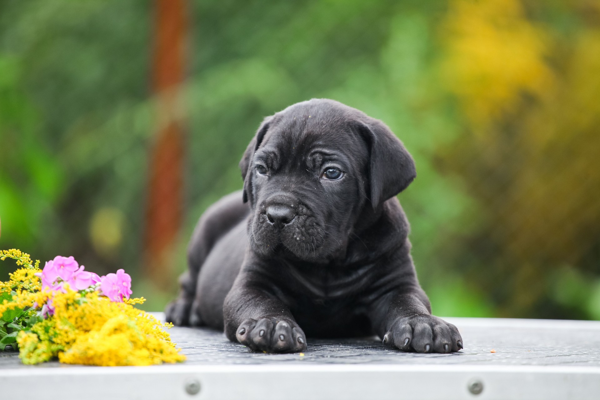 Little Cane Corso puppy in the garden